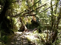 Charming Creek Walk