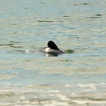 Porpoise Bay dolphins