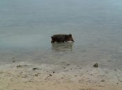well it is kind of funny to see a pig in the ocean … but I can also understand why the locals didn't share our enthusiasm about it :-)