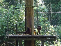 Sepilok Orangutan Reha Centre